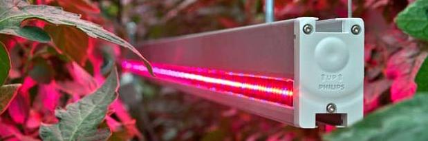 Светодиодные теплицы